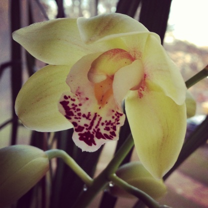 Orchid in flower