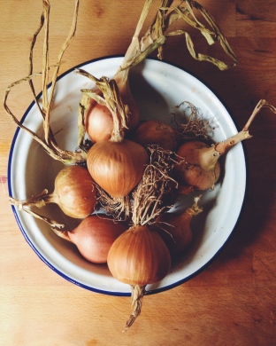 Home Grown Onions